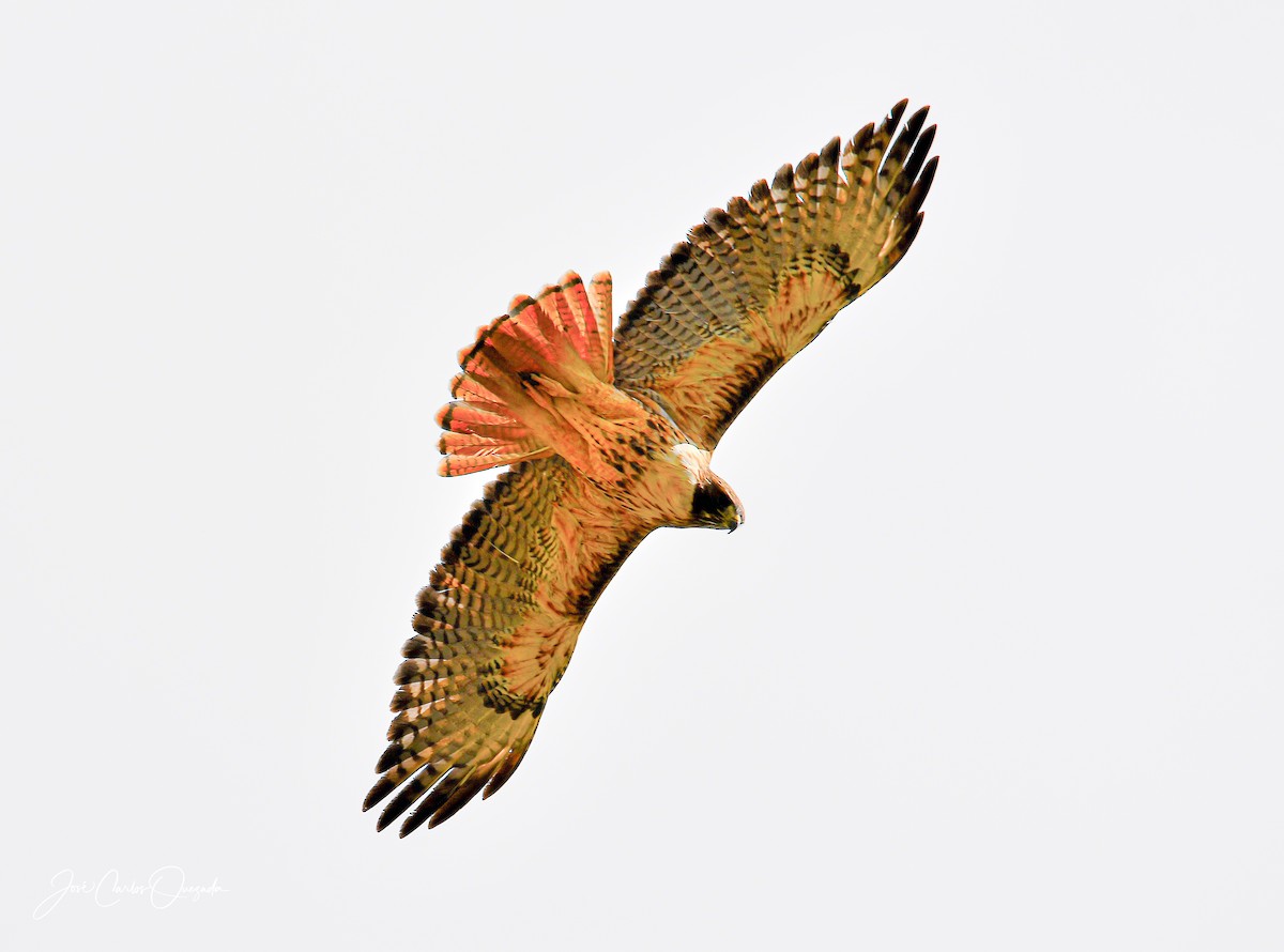 Red-tailed Hawk - ML194155861