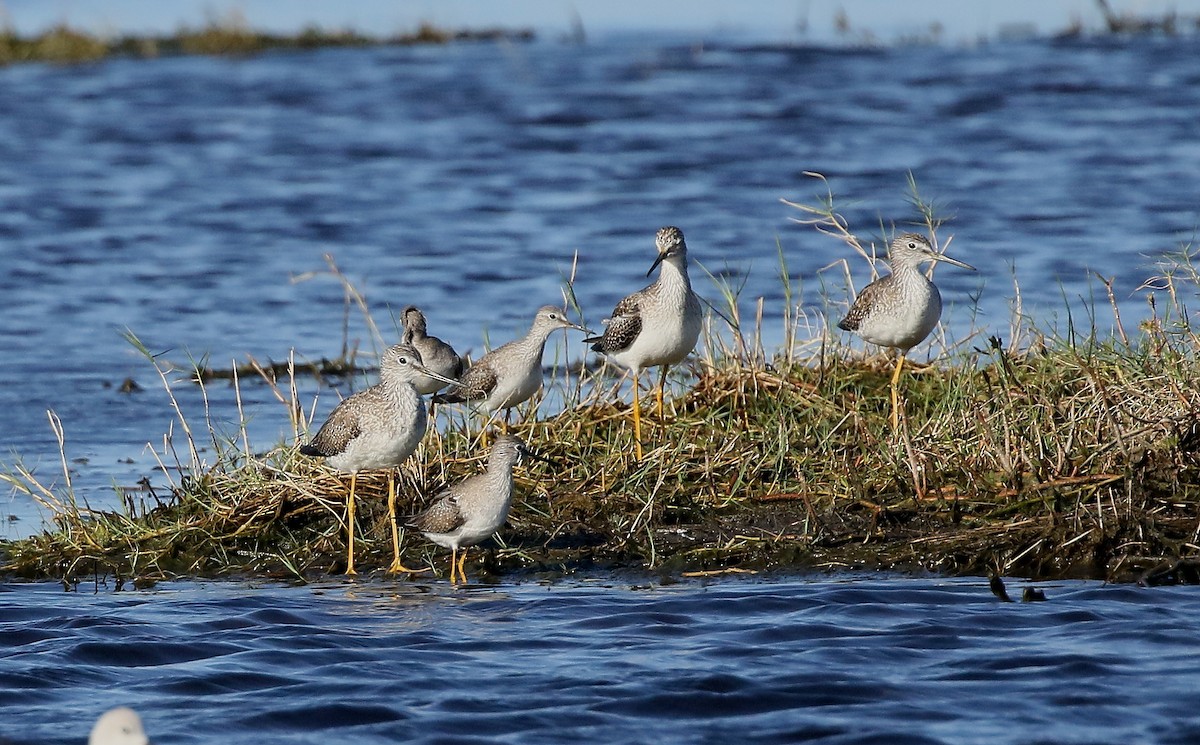 Lesser Yellowlegs - C Millington