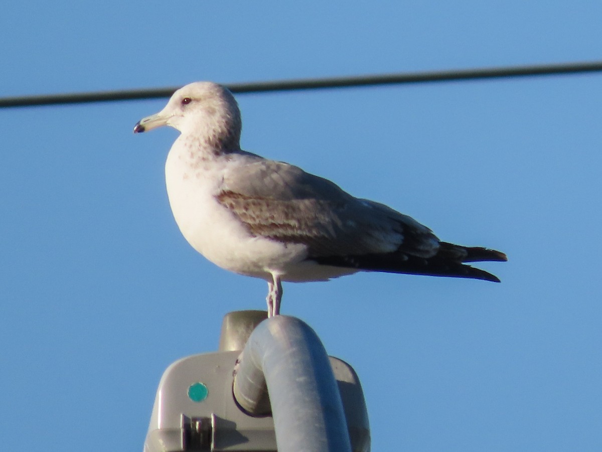 California Gull - Barry Langdon-Lassagne