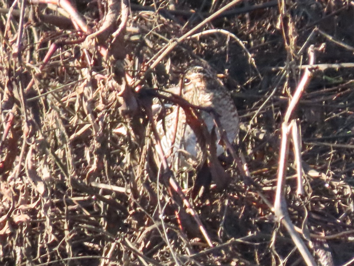 Wilson's Snipe - Barry Langdon-Lassagne