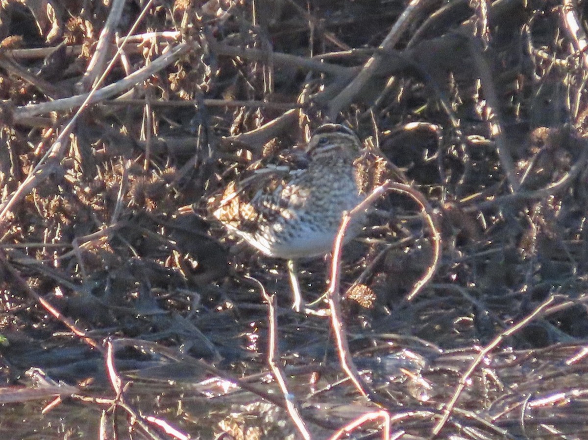 Wilson's Snipe - ML194158381