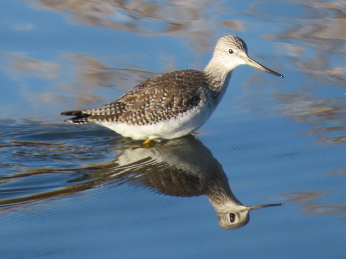 Greater Yellowlegs - ML194158461