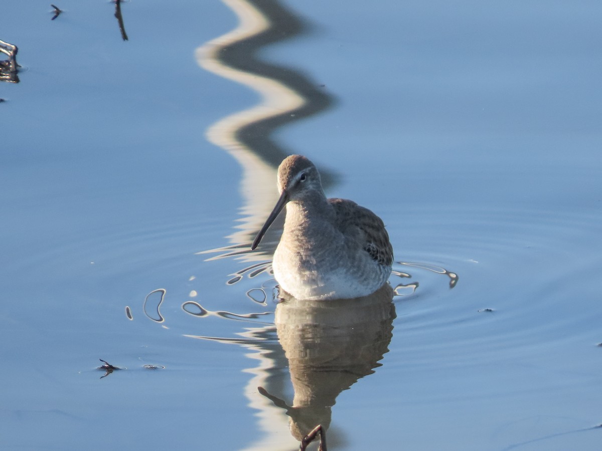 Greater Yellowlegs - ML194158471