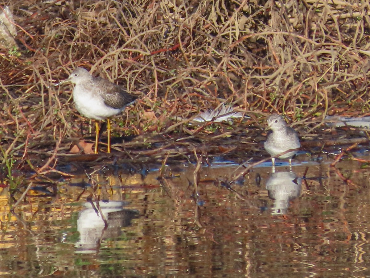 Greater Yellowlegs - ML194158881