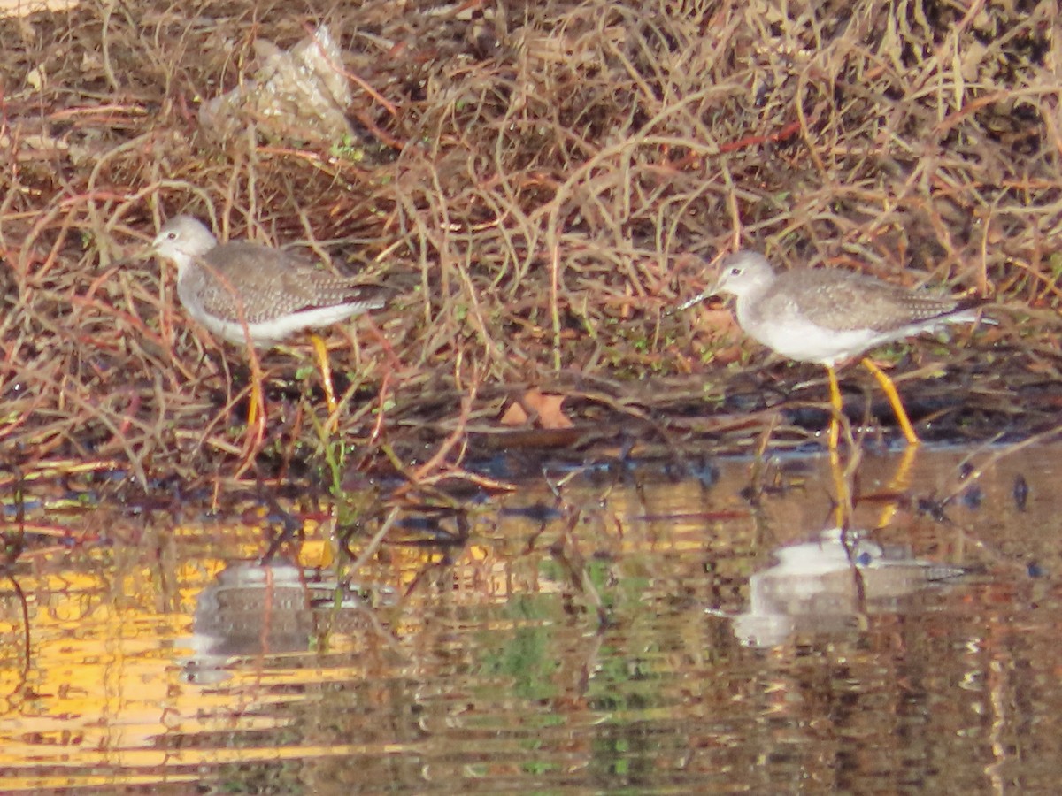 Greater Yellowlegs - ML194158901