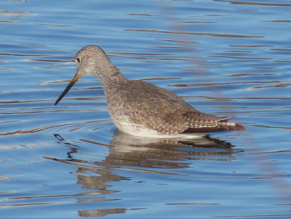 Greater Yellowlegs - ML194158921