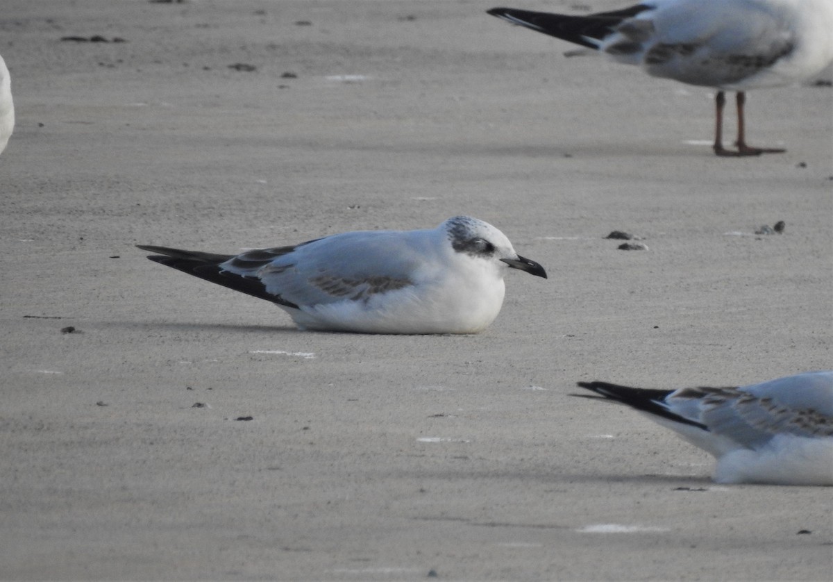 Mediterranean Gull - ML194159361