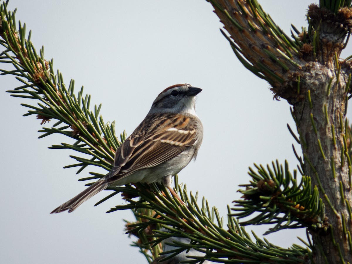 Chipping Sparrow - ML194162111