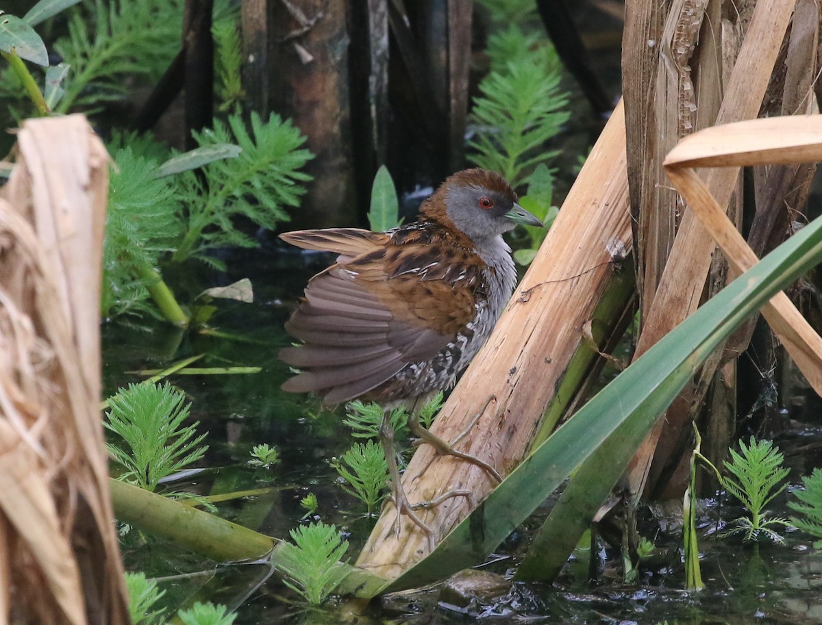 Zwergsumpfhuhn - ML194162521