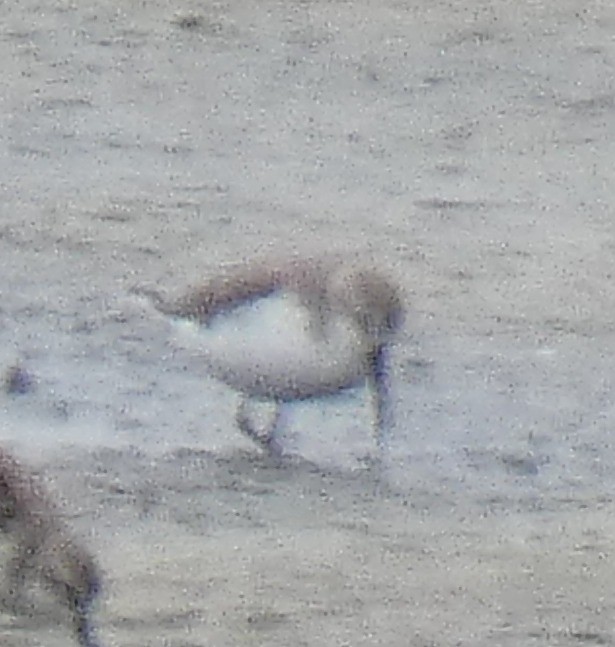 Western Sandpiper - ML194162881