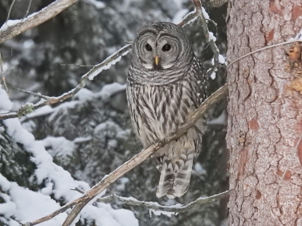 Barred Owl - Darlene Cancelliere