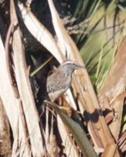 Cactus Wren - ML194164141