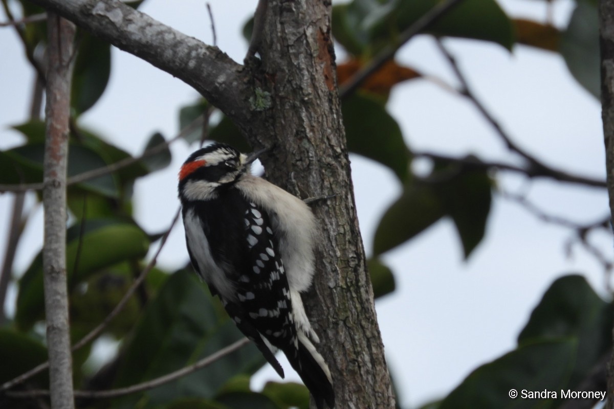 Downy Woodpecker - ML194164801