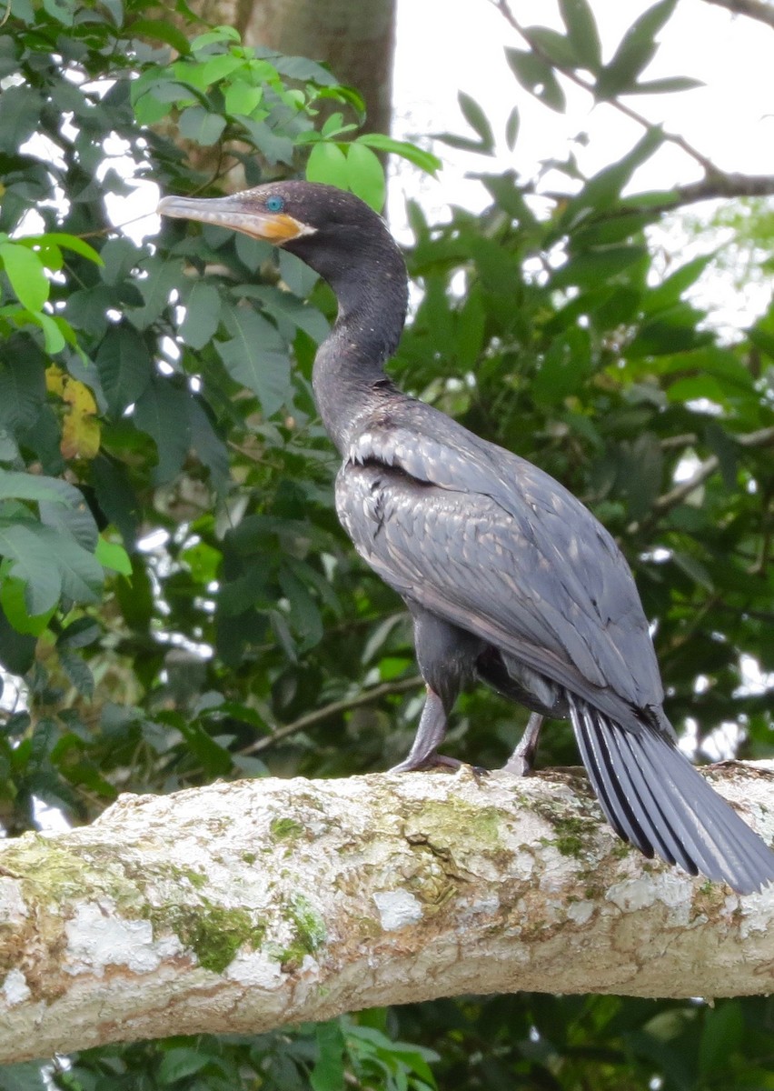 Neotropic Cormorant - Kathy Duret