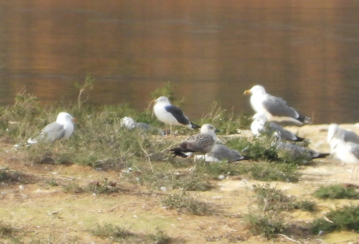 Lesser Black-backed Gull - Arturo Bobed