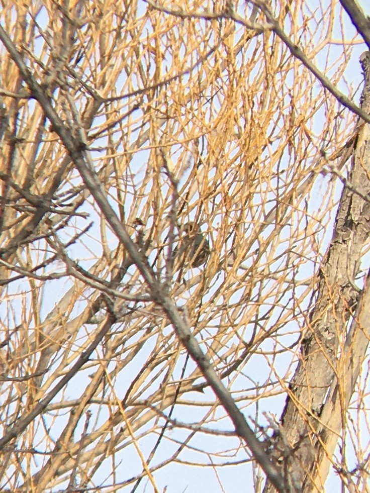 Varied Thrush - ML194168791