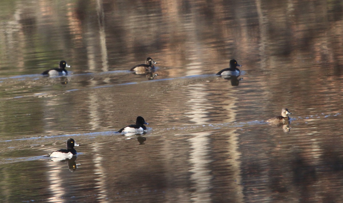 Ring-necked Duck - ML194169071