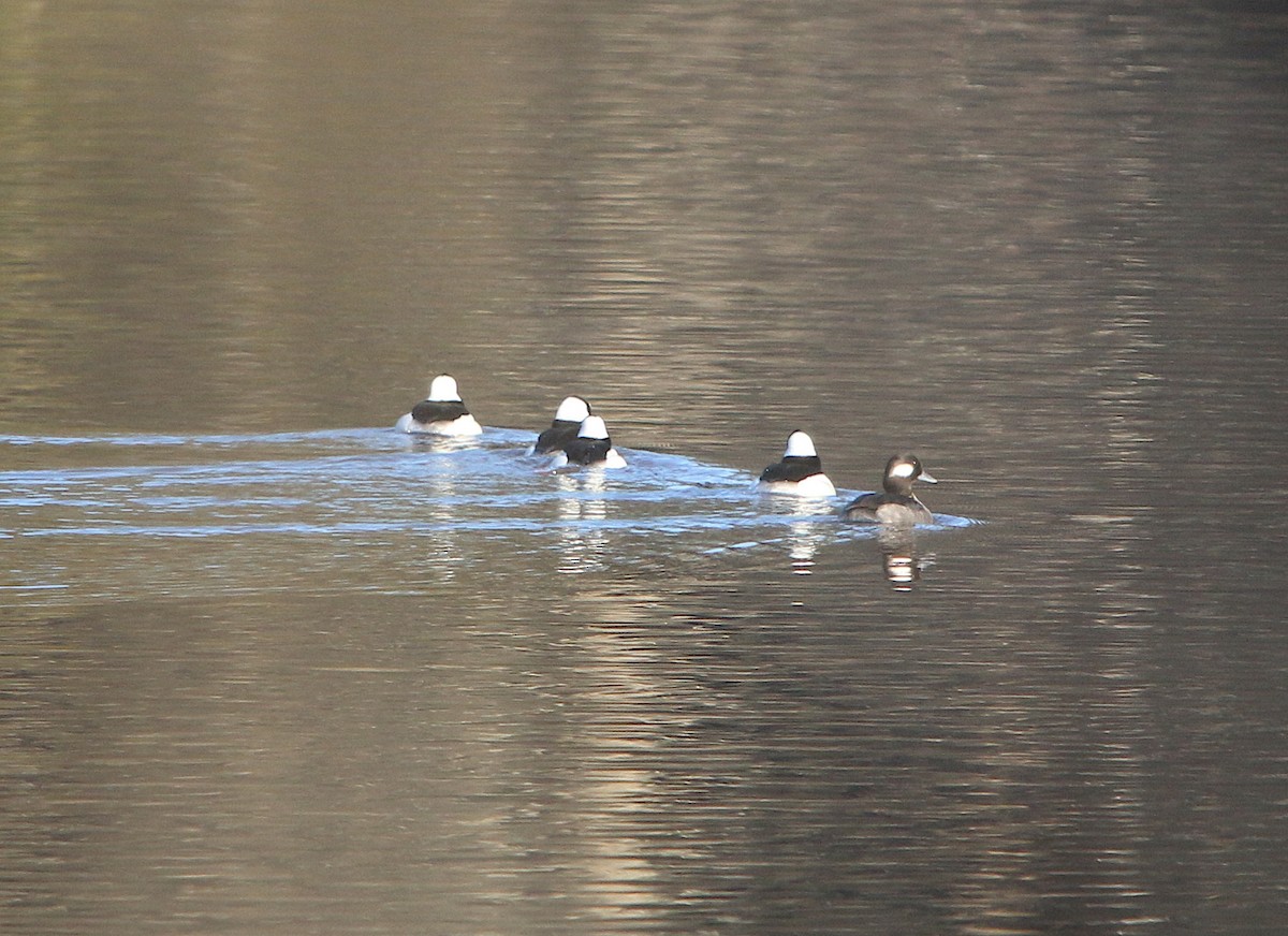 Bufflehead - ML194169101