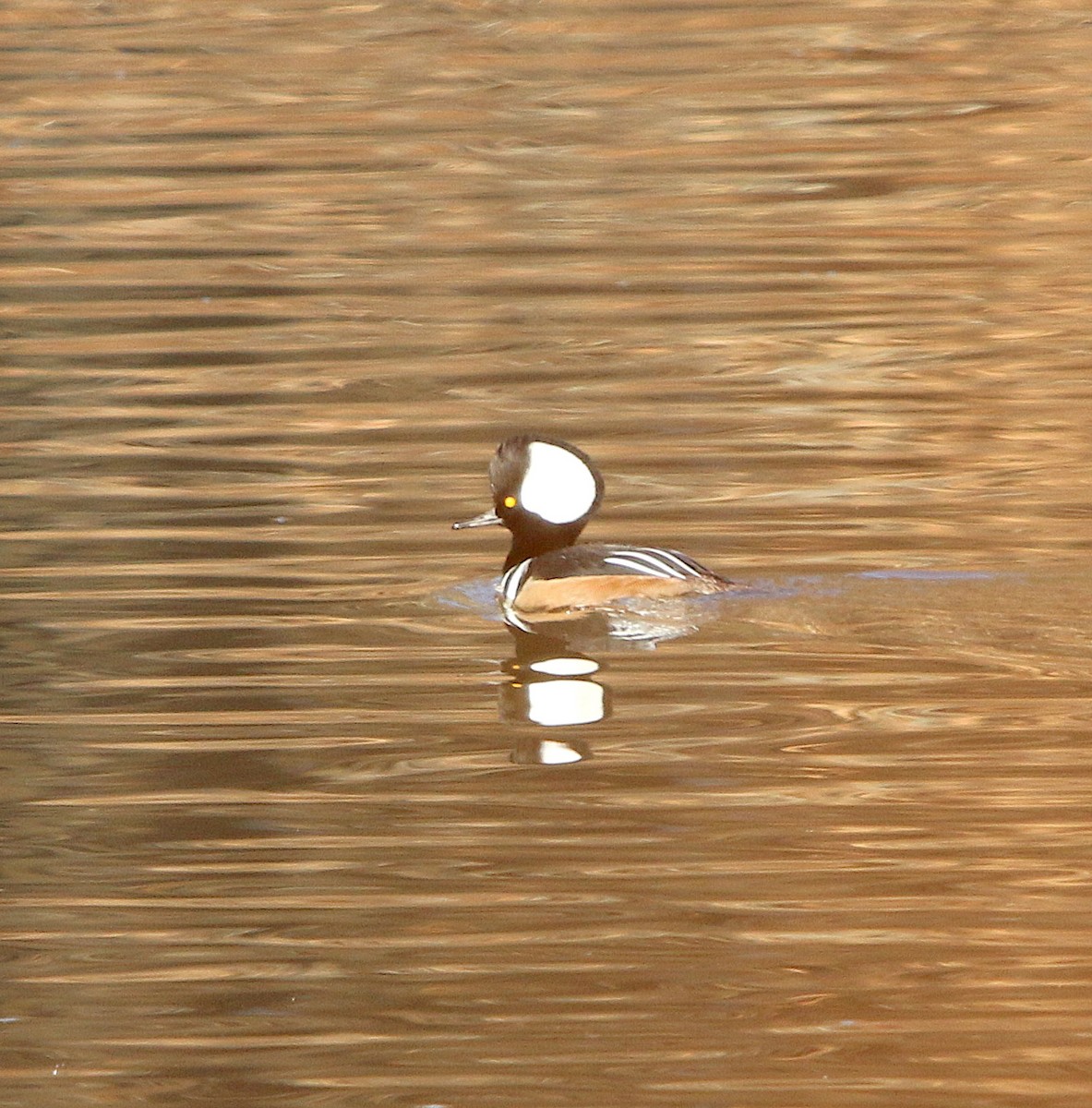 Hooded Merganser - ML194169131