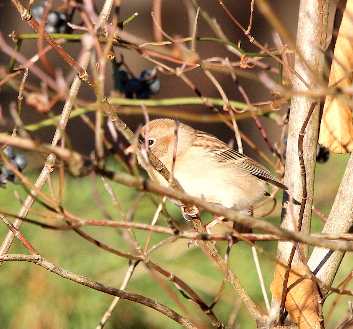 Field Sparrow - ML194169291