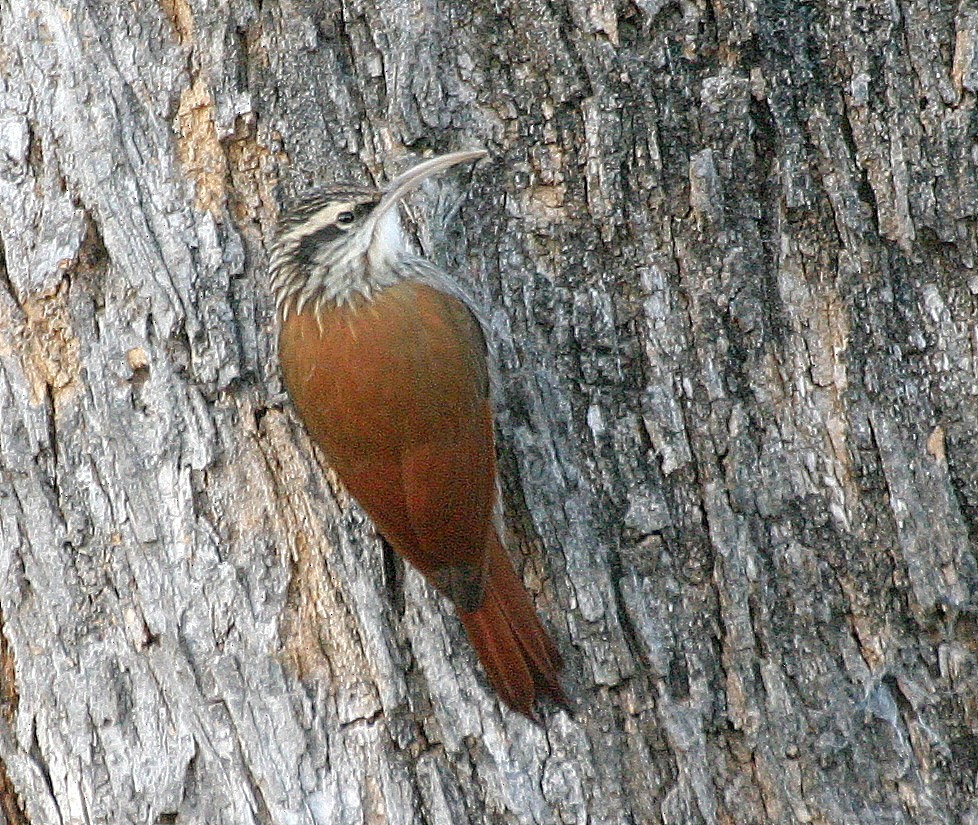 Narrow-billed Woodcreeper - ML194170611