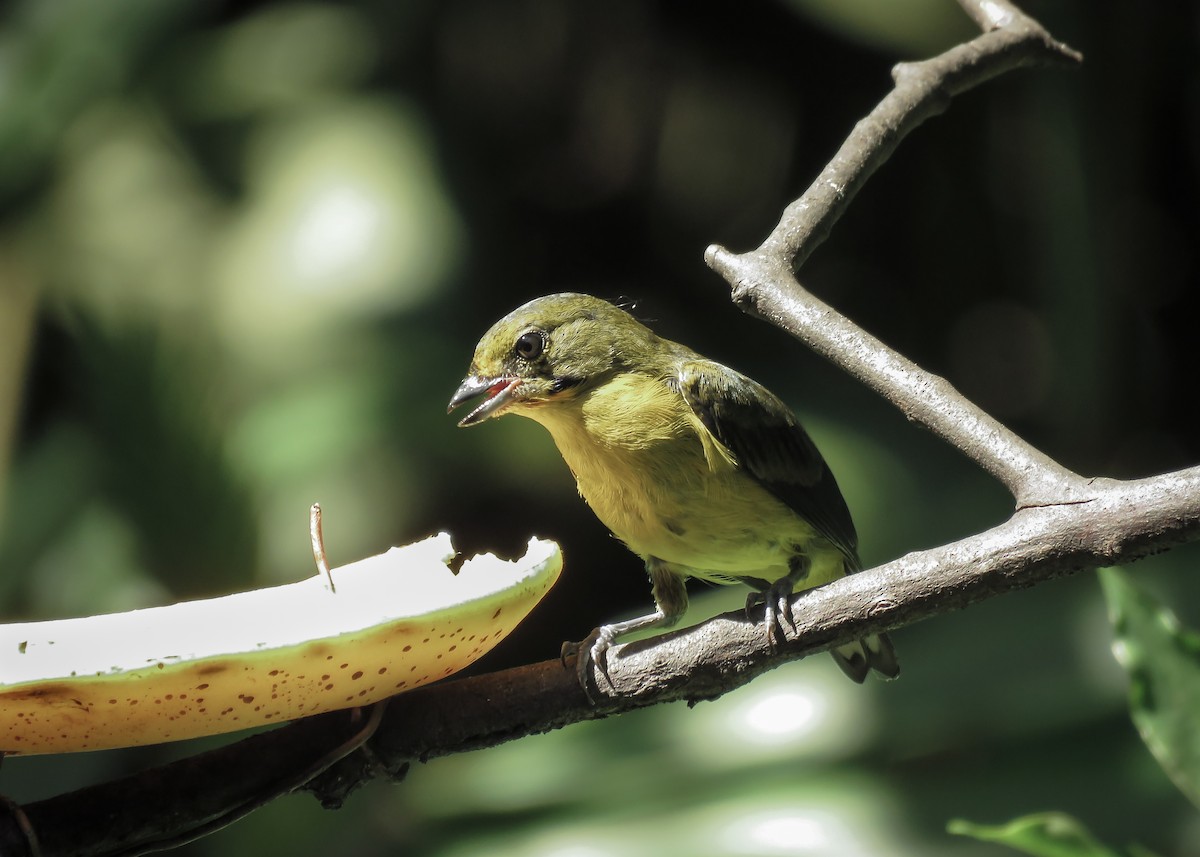 Violaceous Euphonia - Arthur Gomes