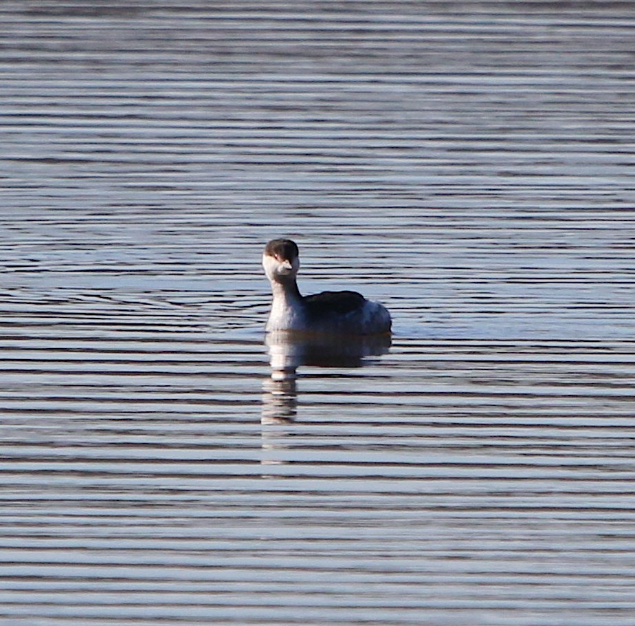 Horned Grebe - ML194171551