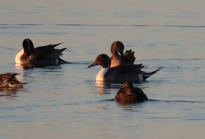 Northern Pintail - ML194171791