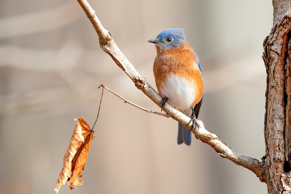 Eastern Bluebird - ML194172681