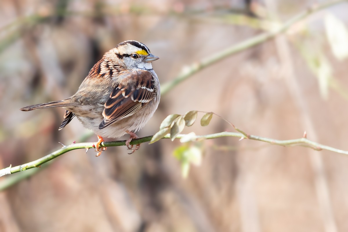 White-throated Sparrow - ML194172691