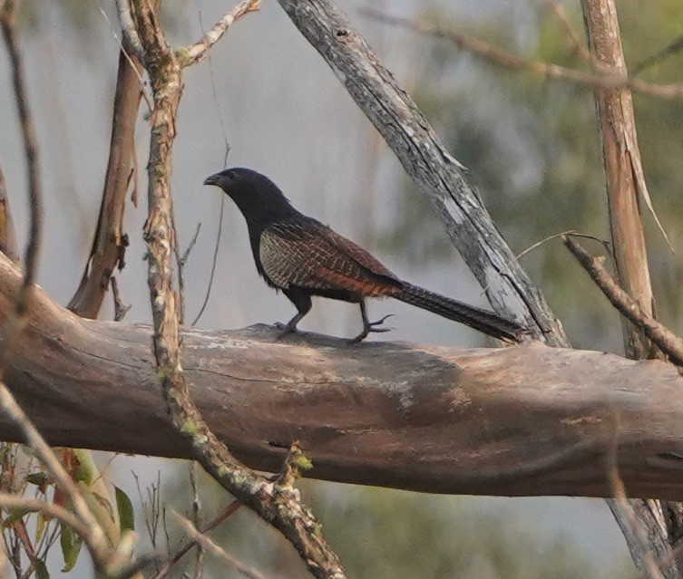 Pheasant Coucal - ML194173081