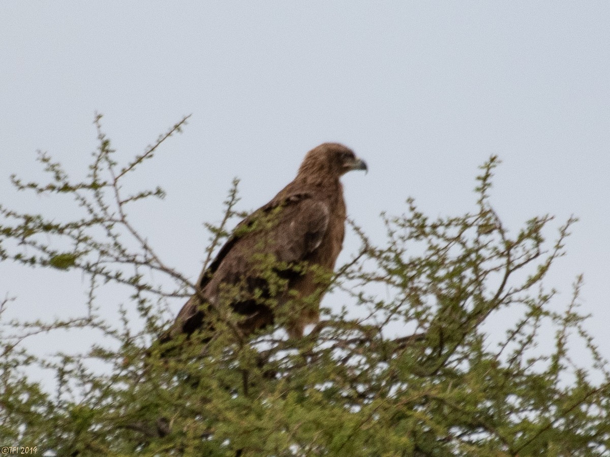 Tawny Eagle - ML194177311