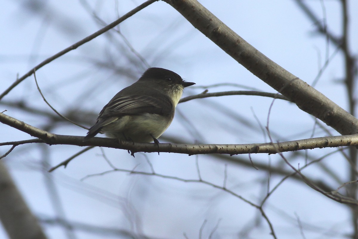 Eastern Phoebe - Andy Wilson