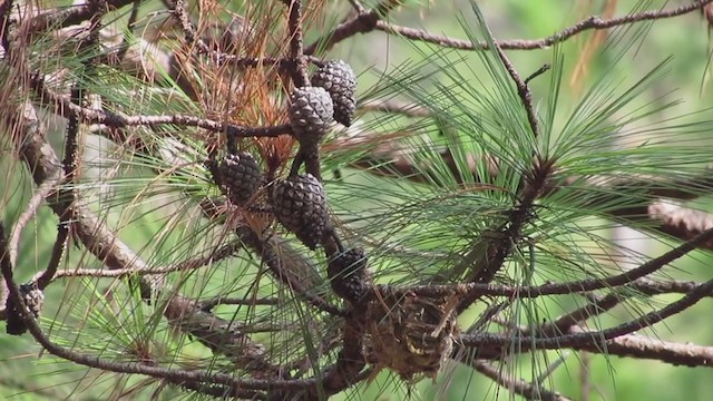 Kurşuni Vireo (notius/montanus) - ML194179551