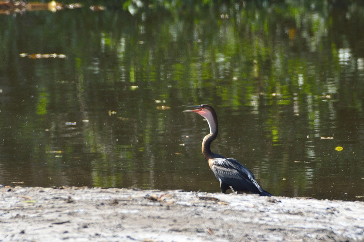 Anhinga d'Afrique - ML194180261