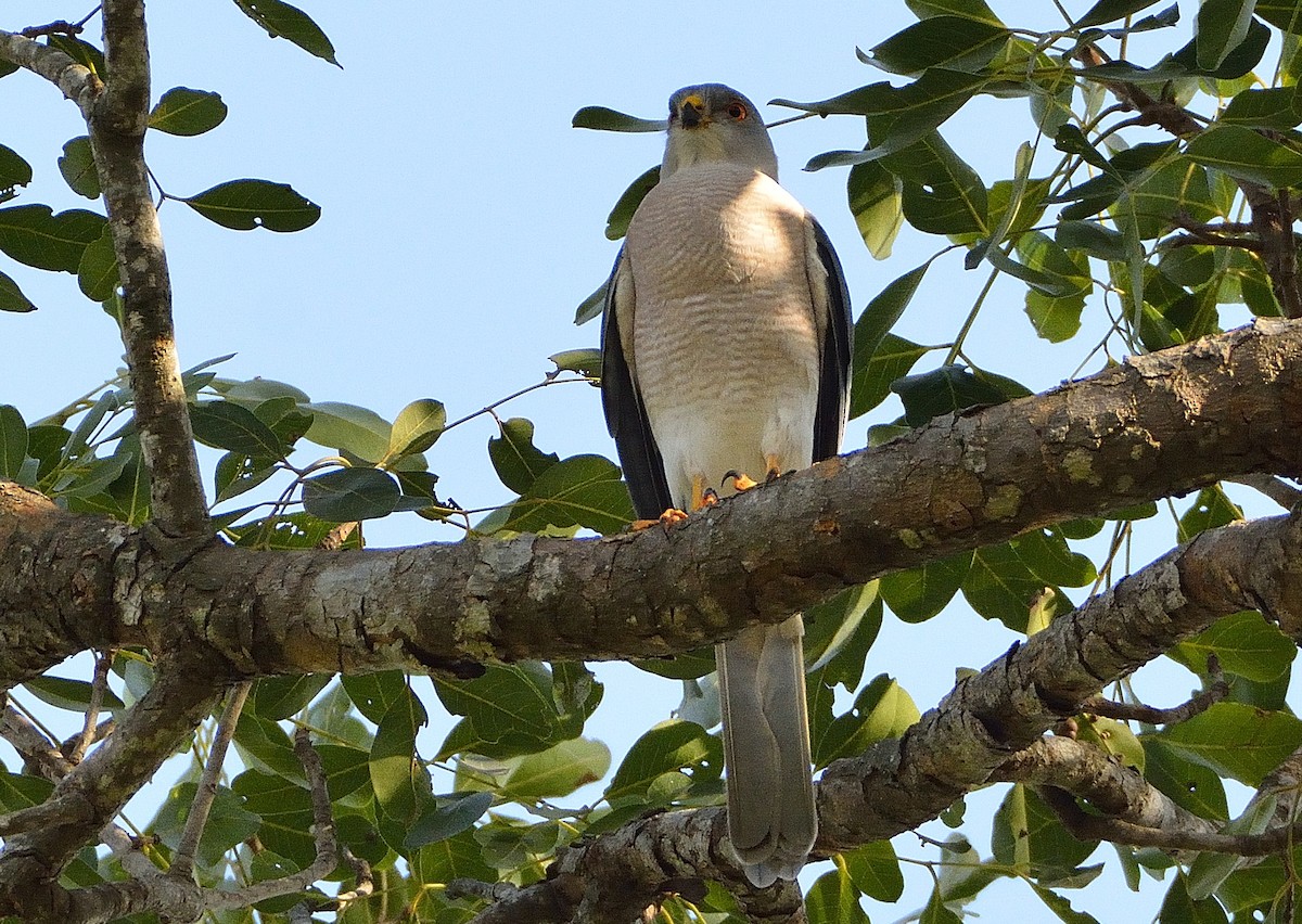 Shikra - Carlos Alberto Ramírez