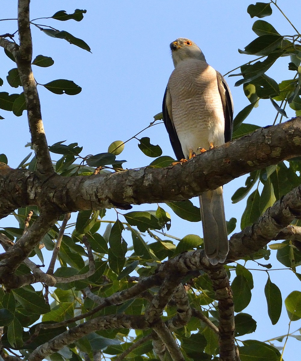 Shikra - ML194180701