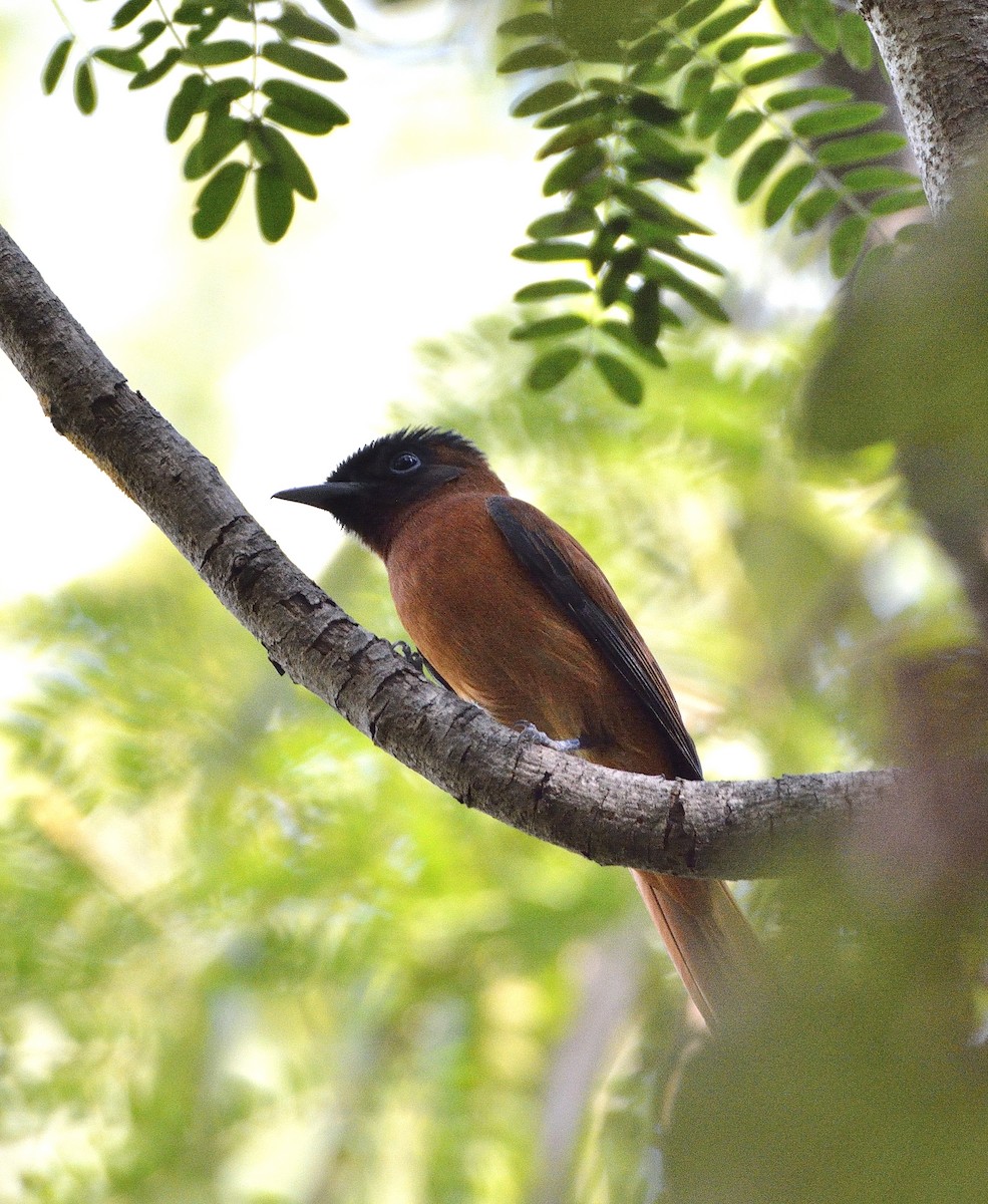 Black-headed Paradise-Flycatcher (Red-bellied) - ML194181101