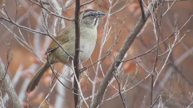 Rusty Sparrow - ML194182061