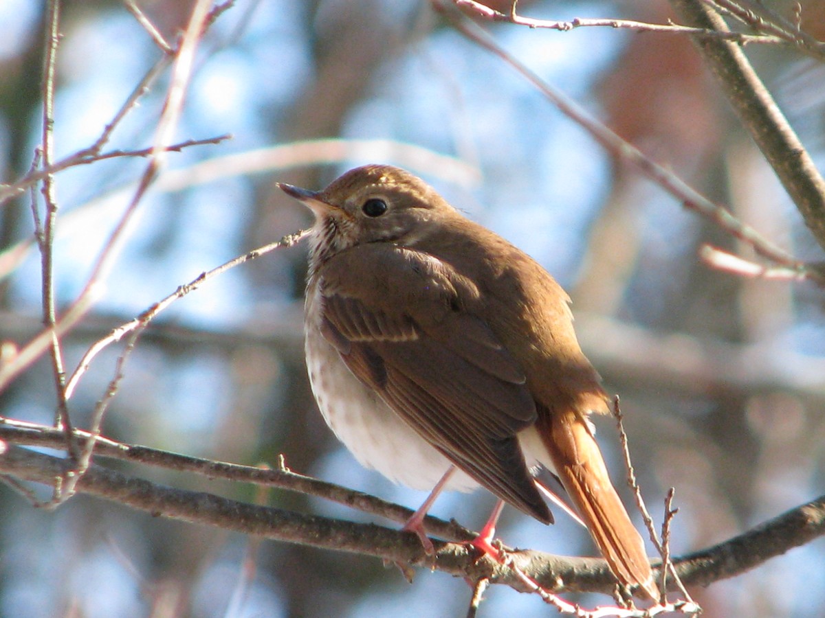 Hermit Thrush - ML194183131