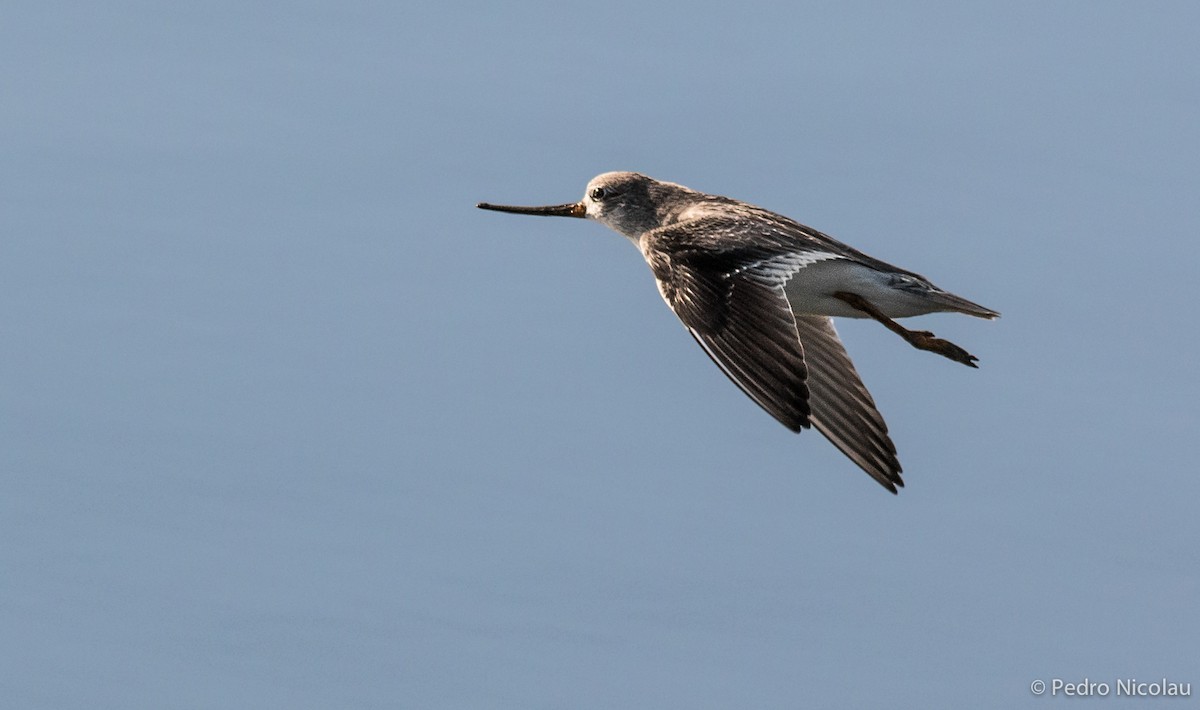 Terek Sandpiper - Pedro Nicolau