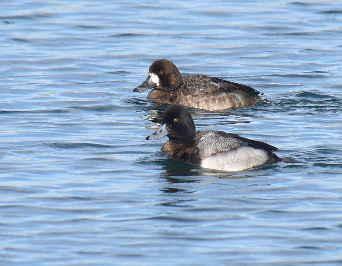 Greater Scaup - ML194183301