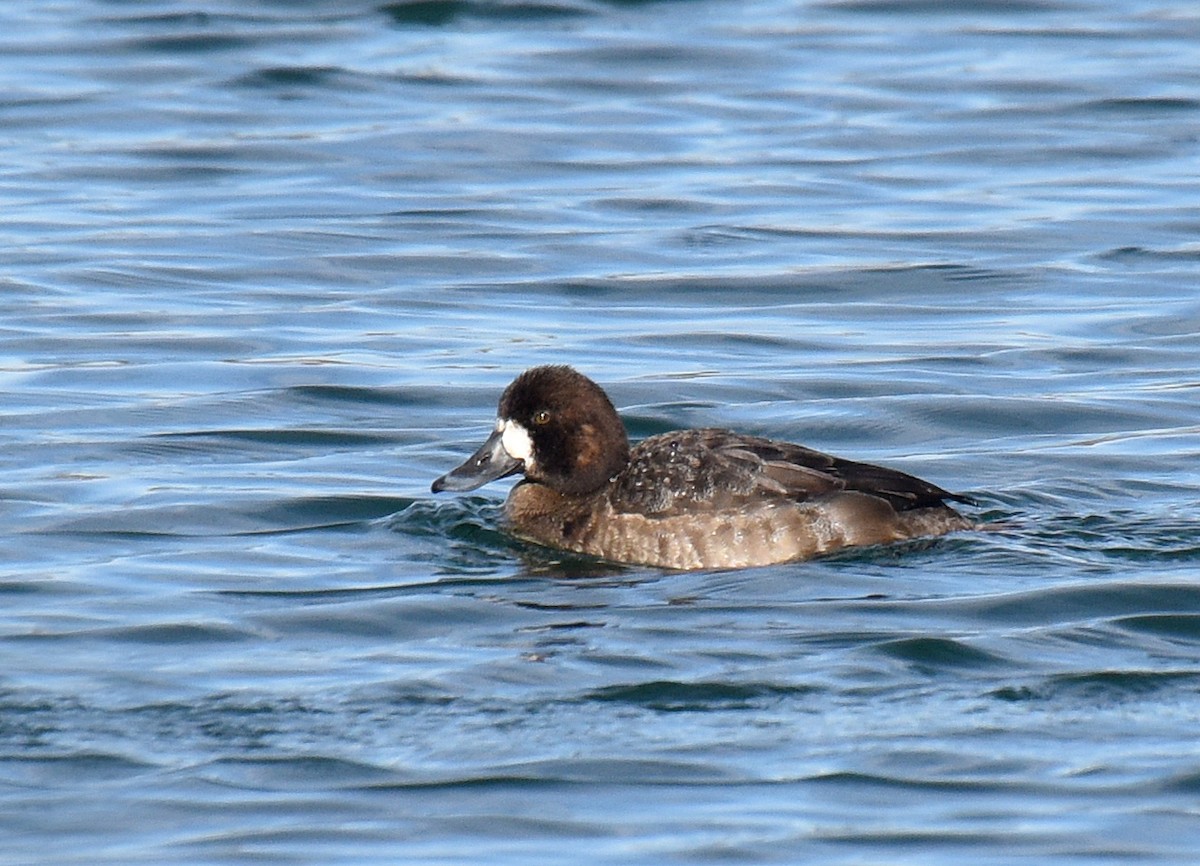 Greater Scaup - ML194183311
