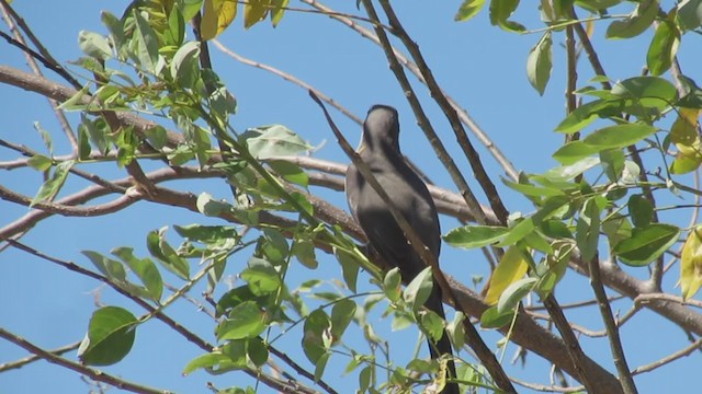 Mangrove Cuckoo - ML194184021