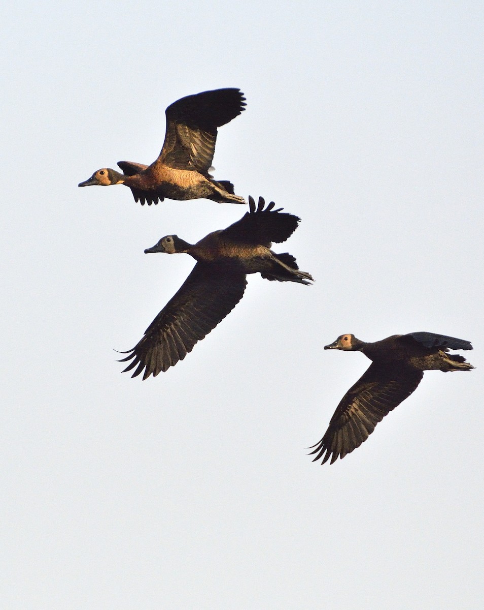 White-faced Whistling-Duck - Carlos Alberto Ramírez