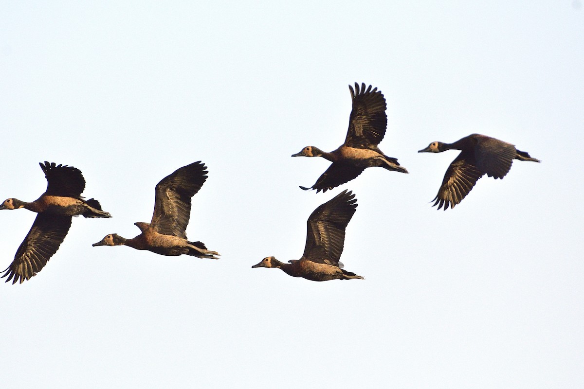 White-faced Whistling-Duck - Carlos Alberto Ramírez