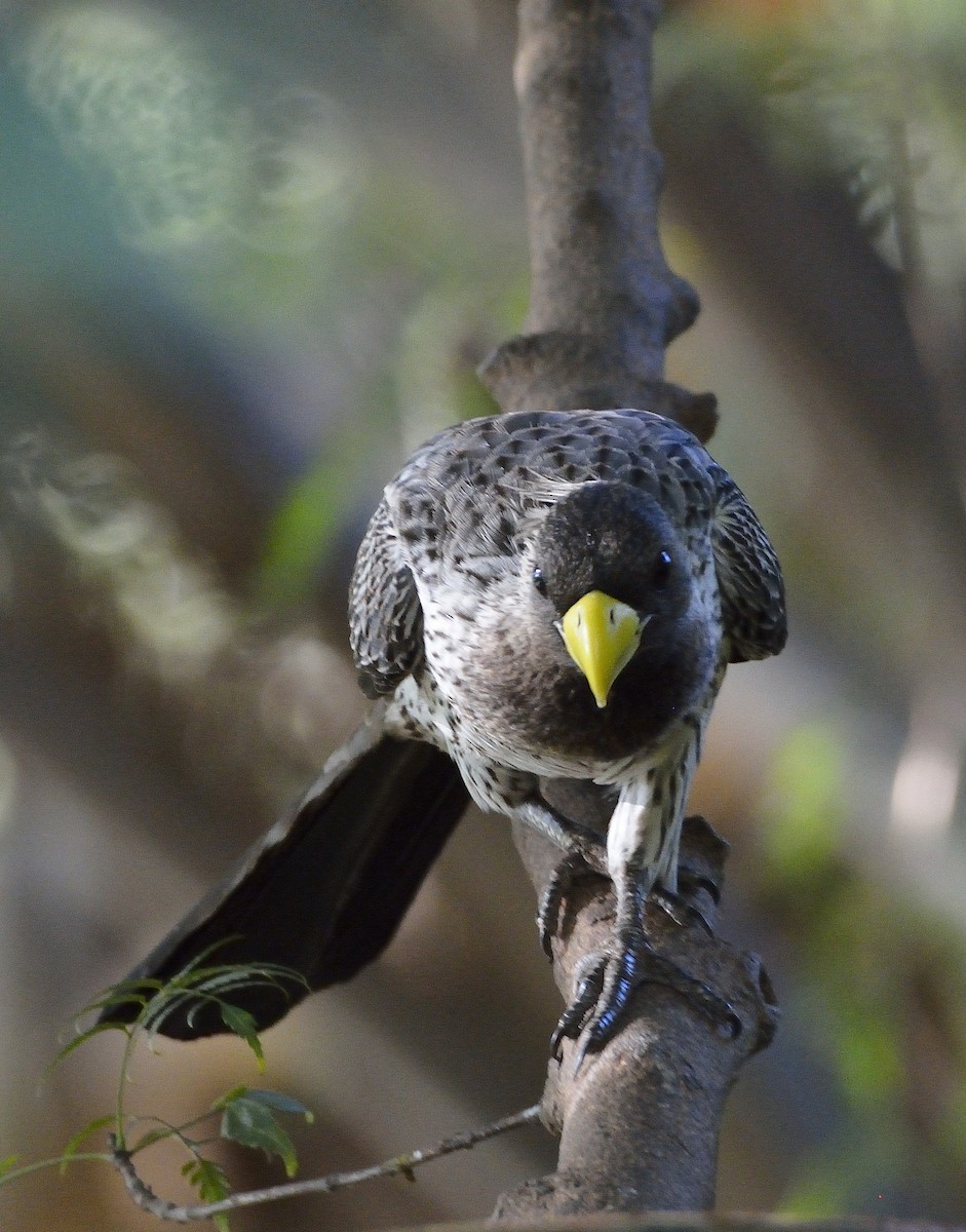 Western Plantain-eater - ML194185741