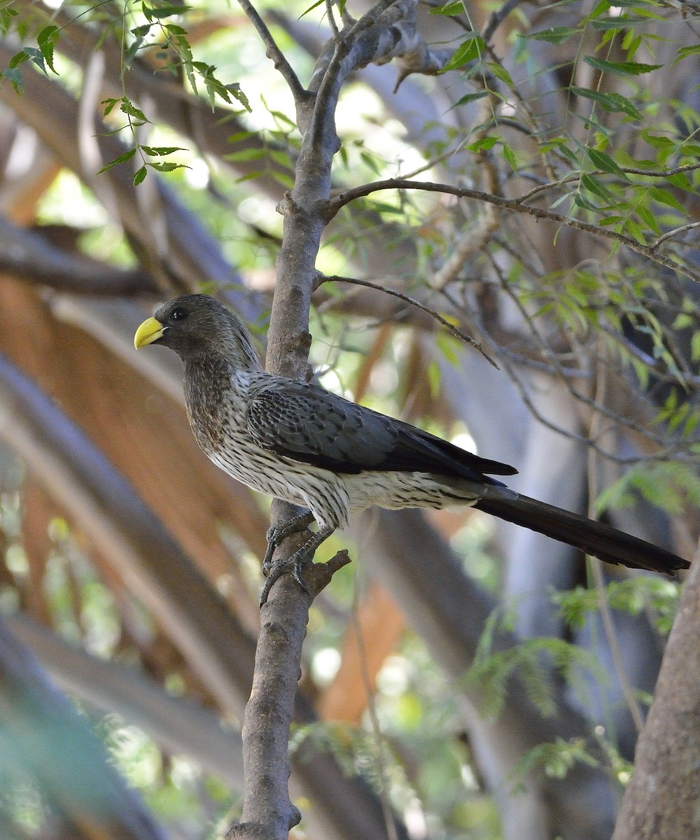 Turaco Gris Occidental - ML194185761