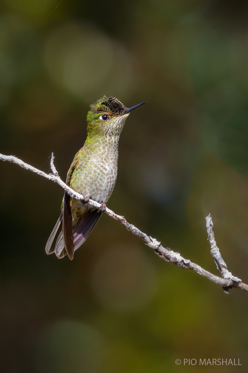 Green-backed Firecrown - ML194187751