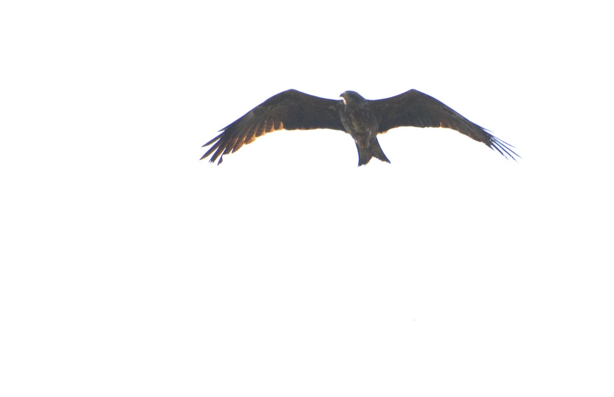 Black Kite (Yellow-billed) - ML194188081